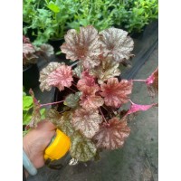 矾根 布置花坛花带 喜阳光充足环境 景区布景 青州草花基地 电议价格大量 潍坊柒月园艺景观