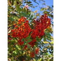 花楸果大量，需要的来 观果绿植园区市政绿化易成活 景区工程树行道树 东北林木种子 四合苗圃 电议价格
