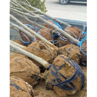 玉兰四季常青绿化苗行道树 3-5公分玉兰树 电议有量 园区道路绿化 枝繁叶茂 振兴种植农场