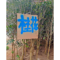 3-5公分桂花树苗 基地直售桂花树 绿化桂花 小区学校景观树 四季桂各种规格 电议价格 振兴种植农场