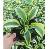 花叶玉簪小苗批发 阳台庭院小区观赏性种植花坛花境点缀盆栽地栽苗 电议价格 段存存草花基地