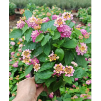 五色梅 路边绿化种植苗 花坛花境点缀 全年能开花 适应性强市政景区园林绿化工程苗 电议 段存存
