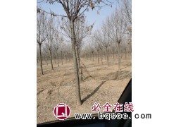 专供白蜡 法桐树 济宁绿鑫苗木 法桐树 法桐基地 速生法桐 城市绿化行道树 公园绿化树图1