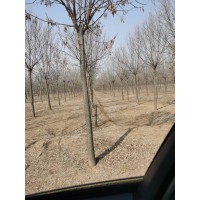专供白蜡 法桐树 济宁绿鑫苗木 法桐树 法桐基地 速生法桐 城市绿化行道树 公园绿化树