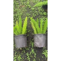 狐尾天门冬种植基地出售护坡景区点缀造型 公园园林绿化工程苗 电议价格 恺丽花卉苗木
