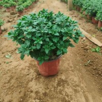 国庆千头菊 球菊大量供应 种植基地 提供大量菊花种苗 盆栽菊花 桂珍花卉 电议价格