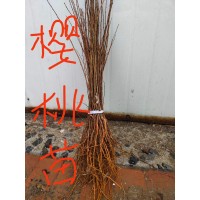 樱桃苗2万多棵 樱桃树苗种植地栽嫁接盆栽樱桃苗当年结果 电议价格 东北苗木 春雷果树苗