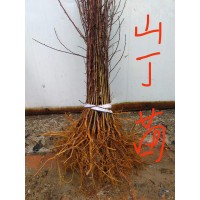 出售批发山丁子别名林荆子苗 落叶乔木 庭院绿化工程苗木 东北绿化小苗 电议价格 春雷果树