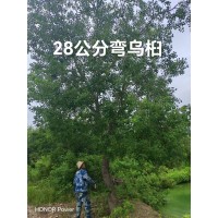精品乌桕20-30公分 公园防护树阳性喜光树种绿化树 基地现挖先发 电议价格 南京宗杰绿化苗木