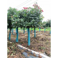8公分月季 花量大园林景区种植观赏花卉 小区庭院公园观赏种植规格齐全 南阳月季基地 张果月季