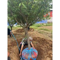 晚樱 10-15公分晚樱 树干通直冠幅饱满 工矿区城市绿化高杆树种 电议价格 南阳樱花
