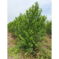 丛生小木槿，高度2米，冠幅1.5米左右 电议价格 城市公园小区园林绿化栽种景观苗