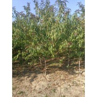 4-8公分红叶碧桃 低分枝 花期早 颜色鲜艳 现选现挖 成活率高 电议价格 豪风苗木基地