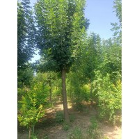 12-20公分白蜡 园林种植行道树 庭院观赏造型树 枝繁叶茂 电议价格 高唐县豪风苗木基地
