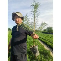 樟子松杯苗，高度40公分起步 樟子松1-3年小苗大量 东北苗木  裸根苗 电议价格  彰武县绿丰苗木