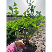 供应营养钵卫矛两年苗3万棵 绿化小苗基地供应 在园林中常用作绿篱和地被 电议价格