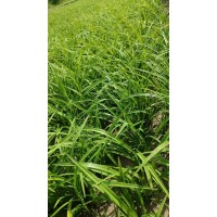 红花萱草多年生宿根草本 花坛花境花海造景工程小区庭院点缀 电议价格 鞍山花卉 莉娜花卉