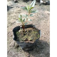 兴安杜鹃品种苗 大小杯苗地苗 道路两旁绿化 绿化小苗 庭院小区园林造景 电议价格