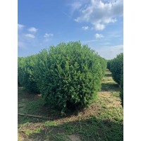 柏树球1.2米冠幅有量 庭院别墅小区绿植 绿篱隔离带围墙点缀植物 电议价格 双喜苗圃