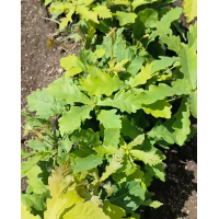 蒙古栎一年苗20-50公分高约300万棵 庭院绿化好选择 基地大量栽植苗行道庭荫树 电议