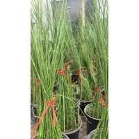 木贼 1加仑木贼大量 基地大量批发 耐寒 四季青 湿地绿化水景水生花卉植物 电议 常州花木