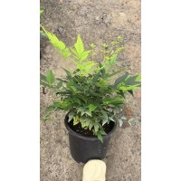 2加仑柠檬南天竹 绿柠檬 品种齐全 规格种类多绿化苗 园林绿化工程 花境植物 电议价格 小胖花木