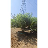 穗花牡荊 耐干旱贫瘠生长势强抗性强景区路边花坛点缀种植 根系发达 电议价格 雅博苑苗木