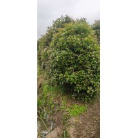出售，丛生长庚桂 大型苗场出售桂花 工程苗长庚桂 绿化树种起来就能看到效果 电议价格 卫军苗木