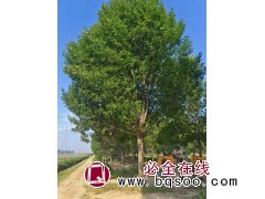 需要好白蜡的看过来,20-25公分质量如图,价格低于市场,要的速度 电议 万森园林图1