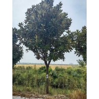广玉兰8～30公分 树形优美 风景绿化树行道栽植树规格齐全 电议价格 祥诚绿化苗木