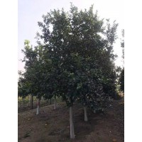 柚子树 5～25公分 移植全冠多杆香柚树 现场号树 多种规格 市政绿化 可对接工程 电议价格 祥诚绿化