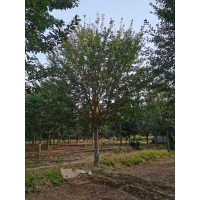 精品流苏15-25公分 独本丛生 树形优美 假植苗 苗圃直供 冠幅饱满 山东基地货源 源华银杏