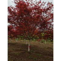 美国红枫 种植基地规格齐全公园种植观赏园林绿化风景行道树 电议价格 郯城源华银杏