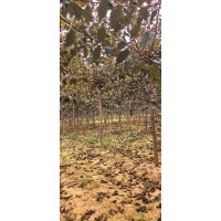绿叶榆叶梅 4公分红叶榆叶梅 小区绿化行道树 庭院装饰观赏树 电议价格 现货 开原鑫苑苗圃