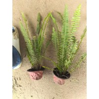 120肾蕨 基地长期批发多年生草本植物 肾蕨 庭院盆栽种植造景室内绿化观赏苗 电议价格