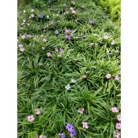 苗圃出售矮生翠芦莉 园林绿化地被护坡造景花卉花海打造工程苗 梦境园艺 庭院公园造景绿化