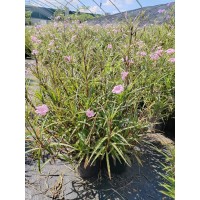 粉花翠芦莉实拍，紫花翠芦莉照片 翠芦莉袋苗小苗 公园湖泊周围栽植多年生草本植物 电议价格 上海梦境园艺