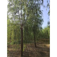 15-25公分垂柳，3年帽大量有货，需要的联系 柳树行道树现货 济南柳树基地 德峰苗木销售