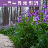二月兰种子入库需要的联系 新草花种籽 二月兰种子 发芽率好 支持种植技术 量小可快递 电议 风林种业