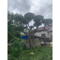 郎榆修剪完毕 老桩大型庭院别墅景观造型树 可购基地批发榆树 电议价格现货 天安园林绿化