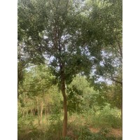 乌桕9//13公分 乌桕特选生熟货 道路两侧行道树 品种正宗冠幅饱满 苗圃现挖出售 电议价格 天安园林