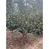 6-7-8公分山楂树 形优美 规格齐全 庭院别墅小区园林绿化行道树 电议价格 庭院景观树