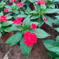 凤仙花 青州草花基地 专供节日草花 宿根花卉钵苗 盆花租赁租摆 花境植物 桂珍花卉 宿根花卉园