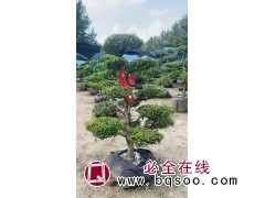 基地直发出售 四季常青耐寒耐旱 园林景观造型树 小叶黄杨庭院景观树 电议价格 绿源银杏基地图1