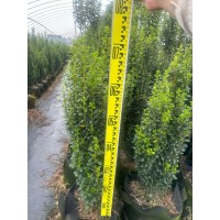 苗圃常年供应直立冬青地栽苗.容器苗 各种高度冠幅 普通苗 精品苗 别墅庭院专供苗