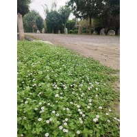姬岩垂草 生长速度快 免修剪免施肥 阳台盆栽苗 花坛绿化种植庭院小区观赏草 公园观赏绿化 电议 阡陌园艺