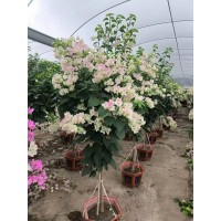 三角梅杯苗 高杆三角梅 三角梅露地栽培庭院绿化观赏绿植多规格 三角梅盆景 电议价格 漳州三角梅基地