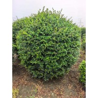 水蜡球 50-200公分 品色优 培育简单维护成本低 东北水蜡球基地 全国发货 电议价格 绿化工程树