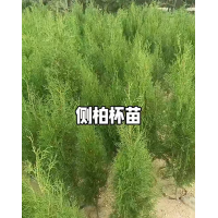 侧柏 侧柏苗 侧柏杯苗 四季常绿 花坛庭院小区 园林绿化造景工程苗木 山体荒山造林绿化 电议 发鑫苗木