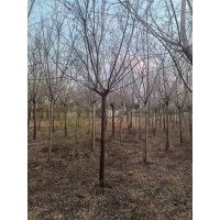 2米分枝点丝棉木，处理9公分左右 绿化产果落叶小乔木 绿化行道庭荫树 电议价格 深州绿之源